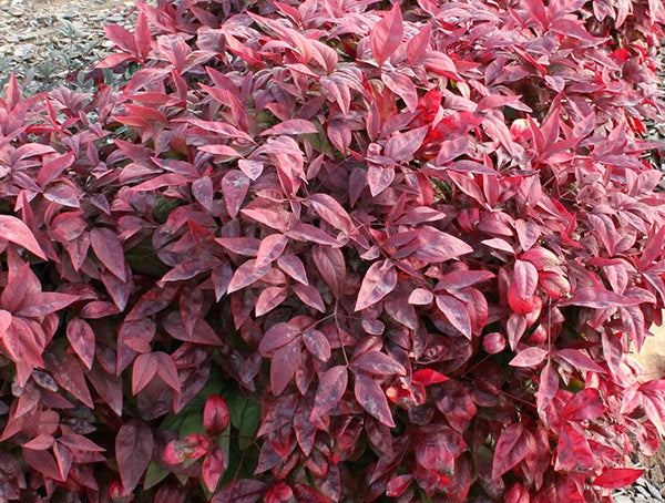 Nandina domestica - BLUSH™ - Sacred Bamboo 'AKA' PBR