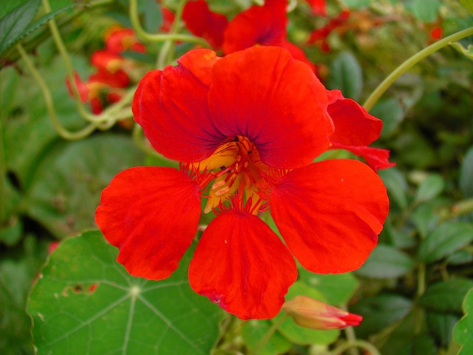 Nasturtium - FLAMING RED - Tropaeolum majus