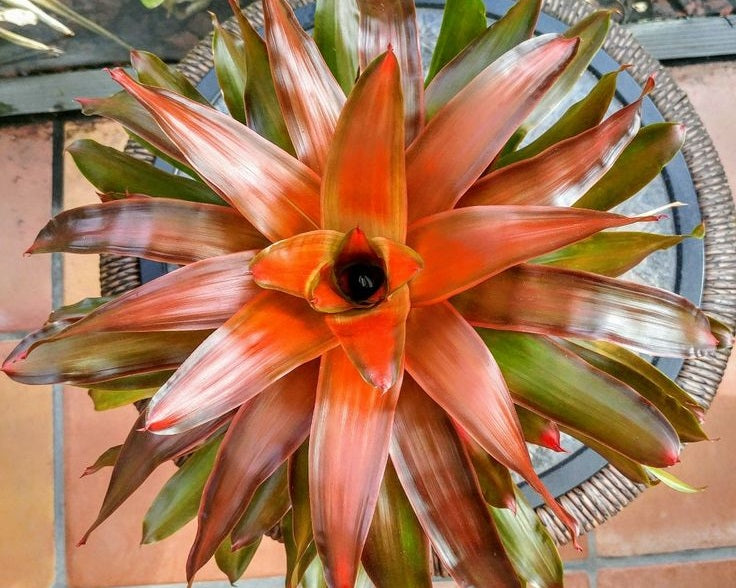 Neoregelia - MEDUSA