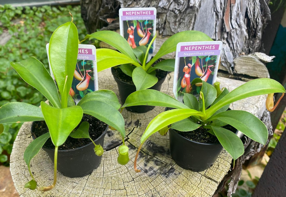 Nepenthes - Tropical Pitcher Plant