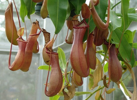 Nepenthes - Tropical Pitcher Plant