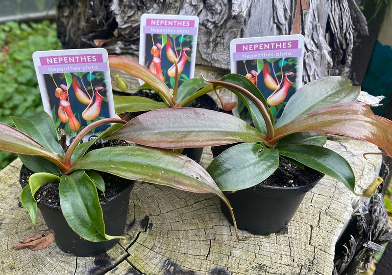 Nepenthes - DARK LEAF - Tropical Pitcher Plant