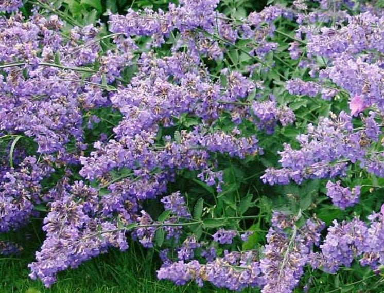 Nepeta x faassenii - SIX HILLS GIANT - Catmint