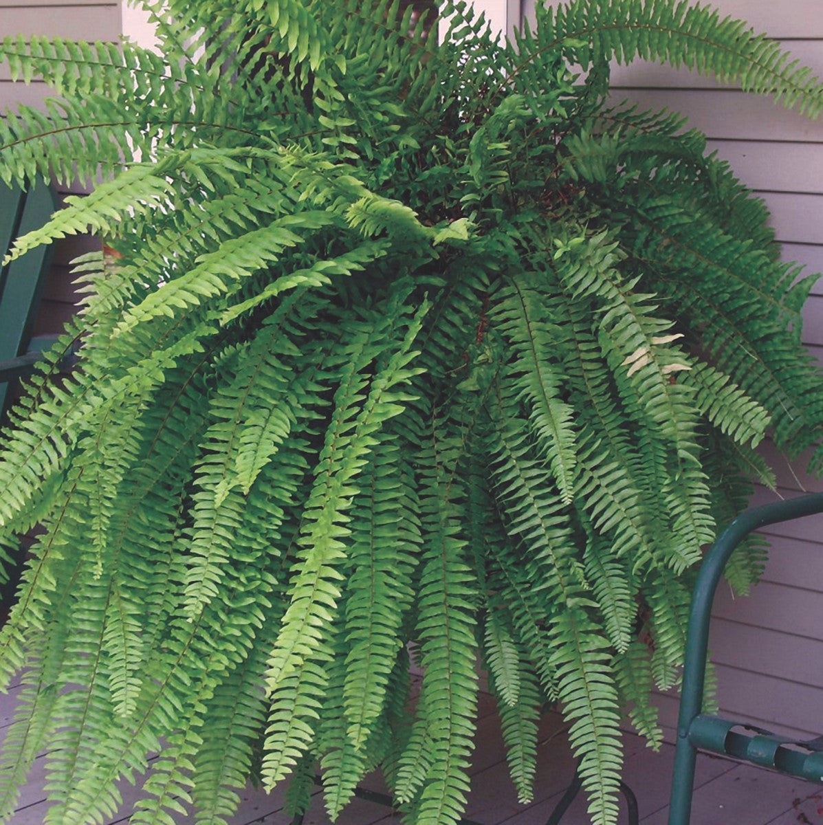 Nephrolepis exaltata - Boston Fern