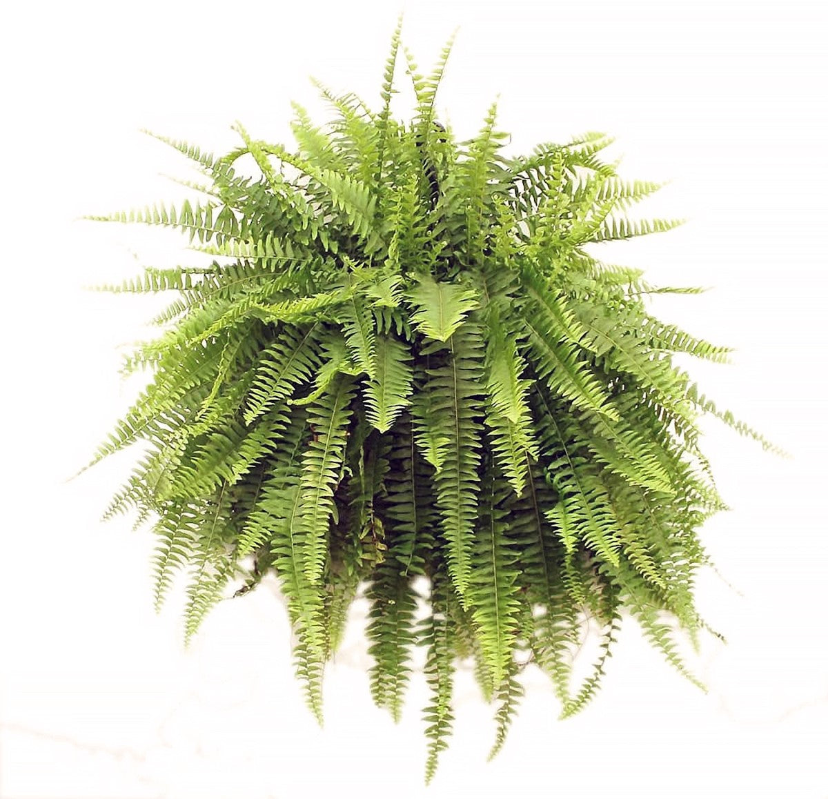 Nephrolepis exaltata - Boston Fern