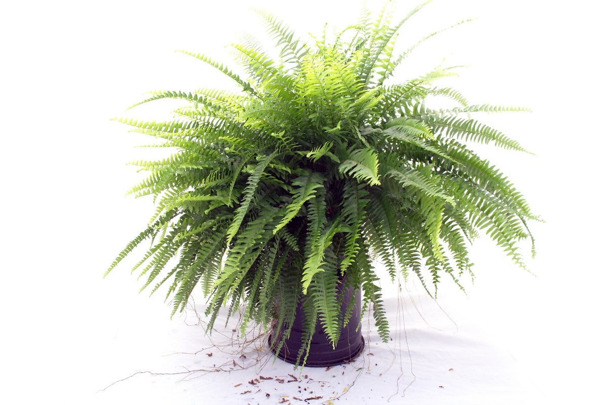 Nephrolepis exaltata - Boston Fern