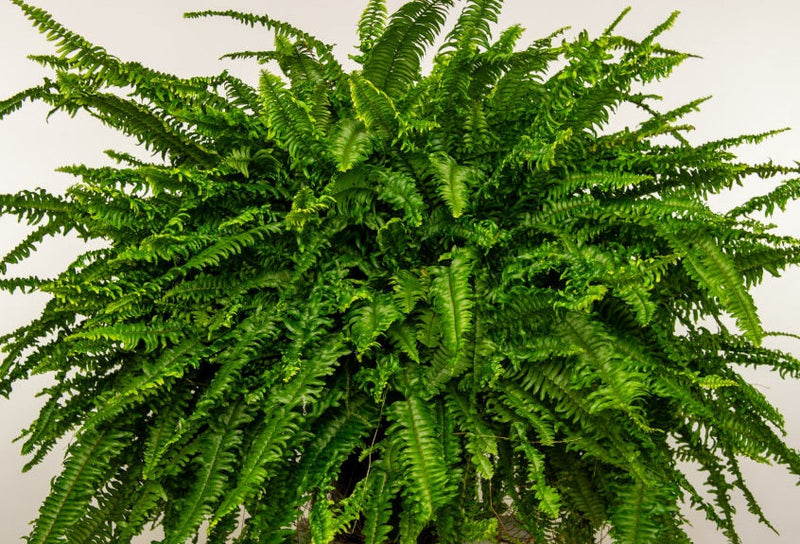 Nephrolepis exaltata compacta - Dwarf Boston Fern