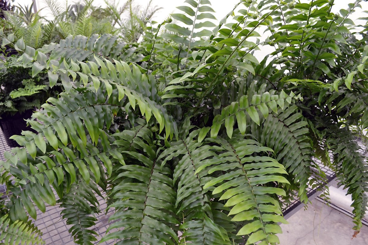 Nephrolepis biserrata - MACHO - Giant Sword Fern