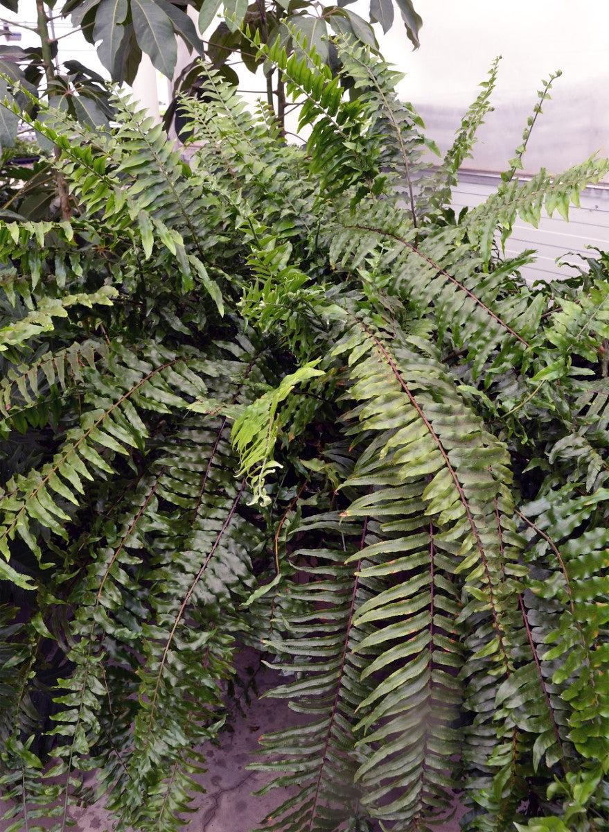 Nephrolepis biserrata - MACHO - Giant Sword Fern