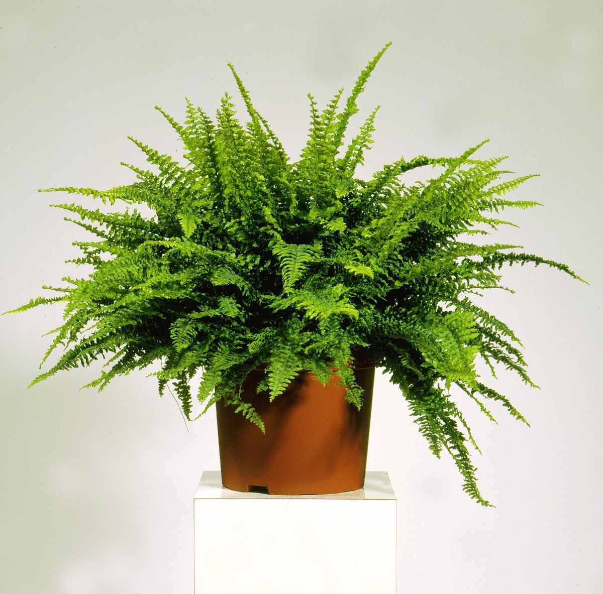 Nephrolepis exaltata - TEDDY JUNIOR - Boston Fern