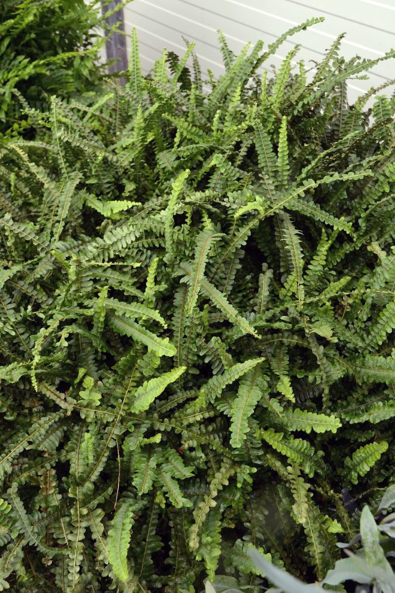 Nephrolepis cordifolia - DUFFII - Lemon Button Fern