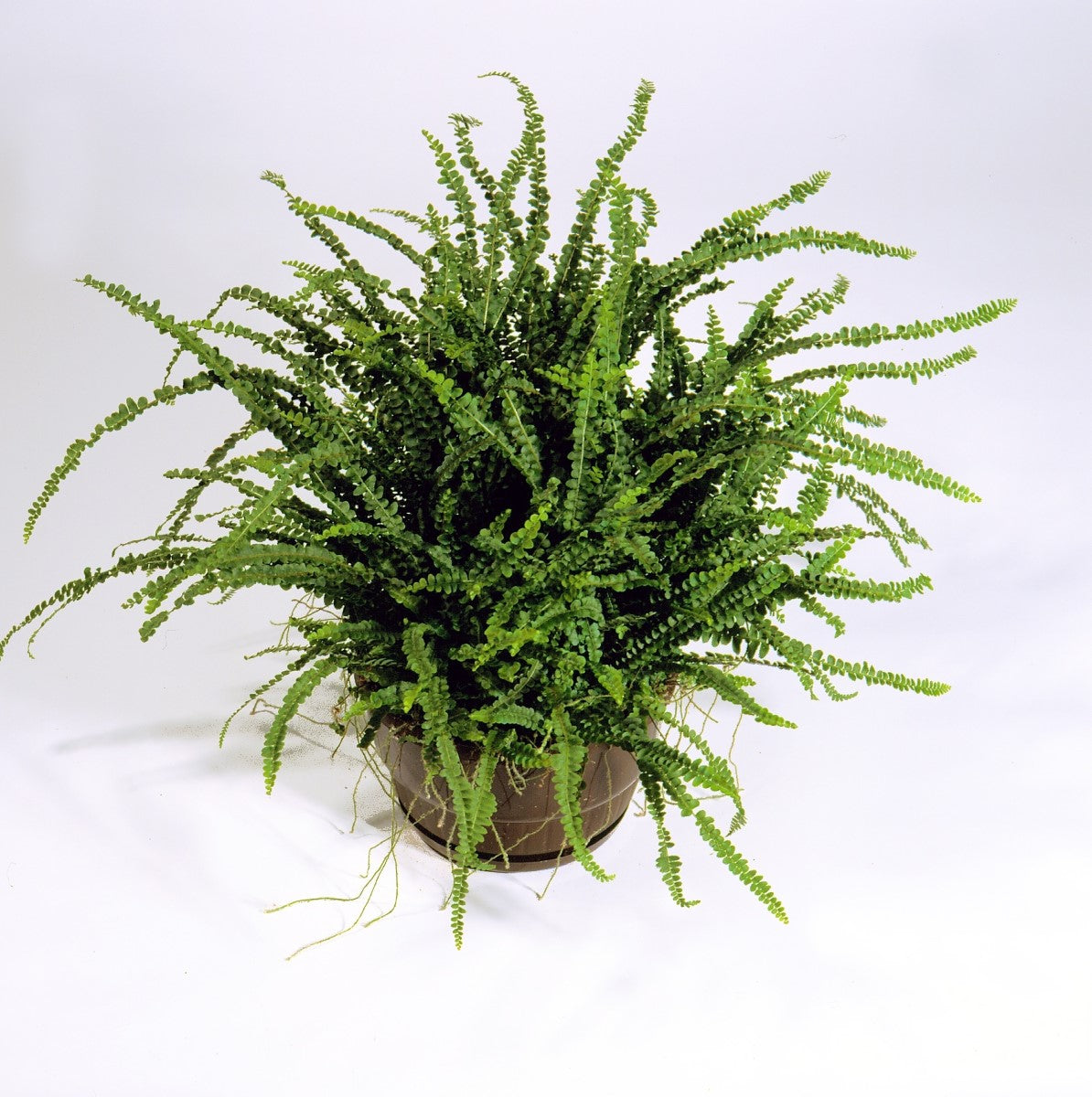 Nephrolepis cordifolia - DUFFII - Lemon Button Fern