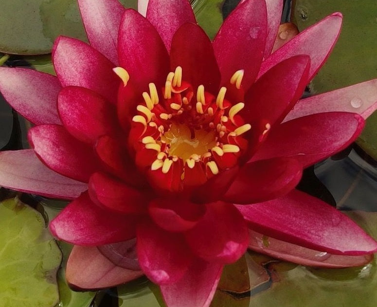 Nymphaea - RED - Water Lily