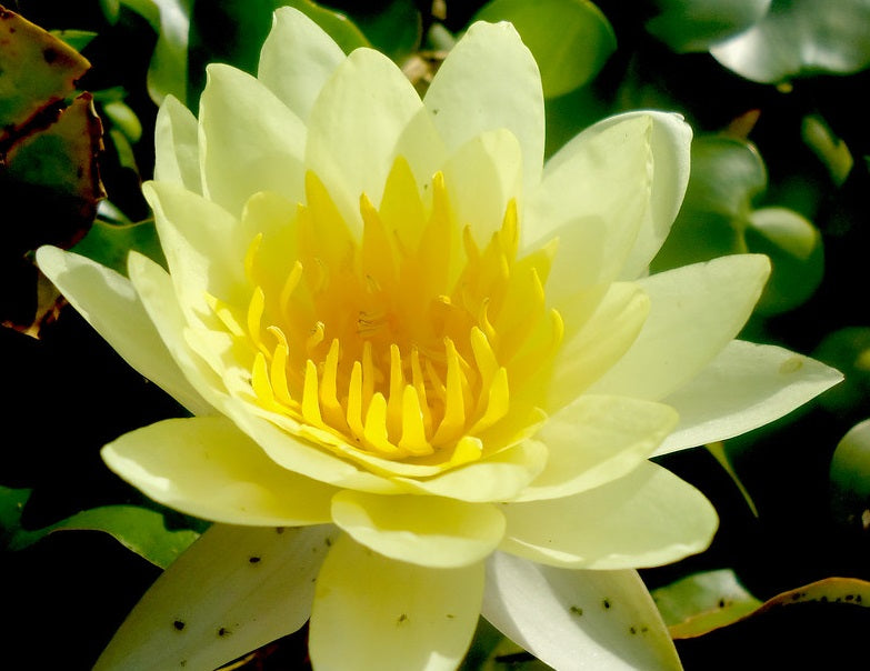 Nymphaea - YELLOW - Water Lily