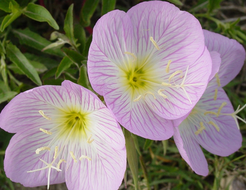 Oenothera speciosa - Pink Evening Primrose