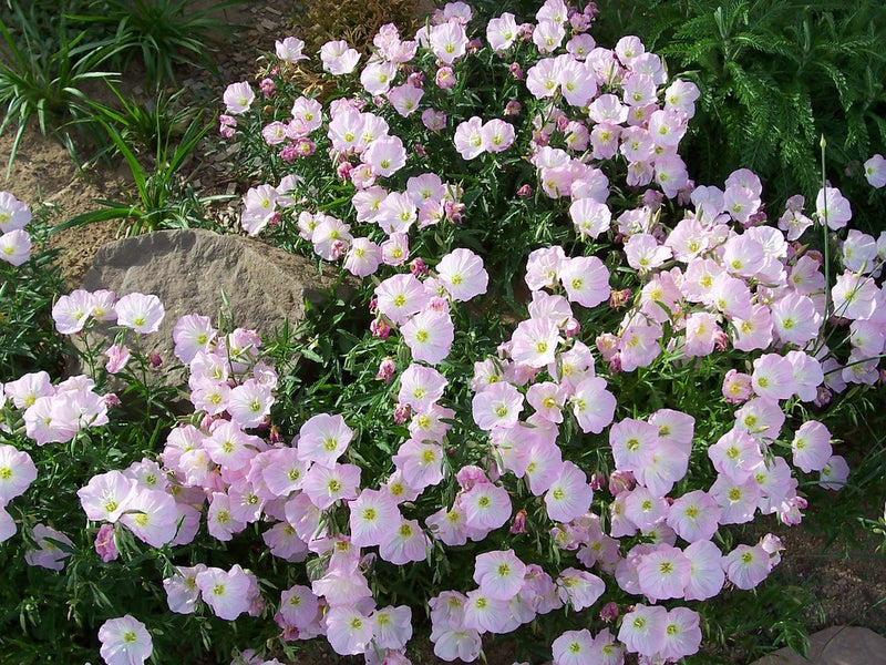 Oenothera speciosa - Pink Evening Primrose