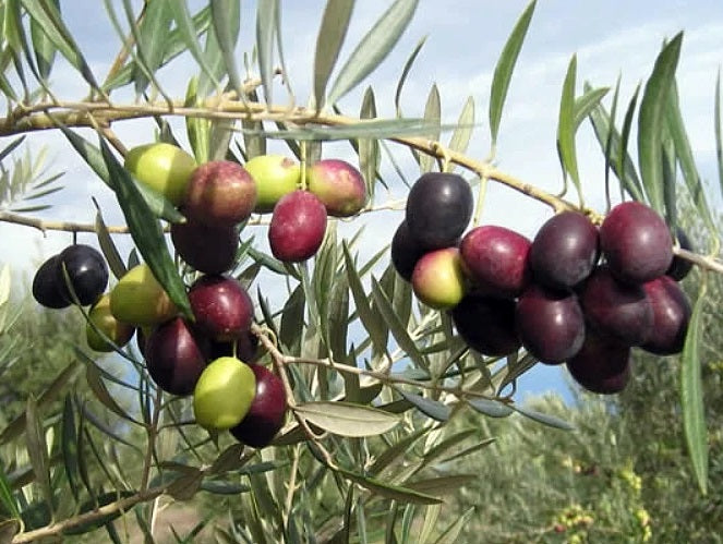 Olea europaea - PICUAL - Olive