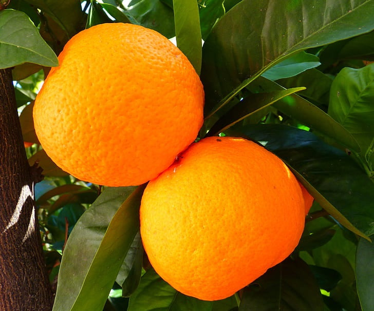 Citrus - Orange - WASHINGTON NAVEL Dwarf