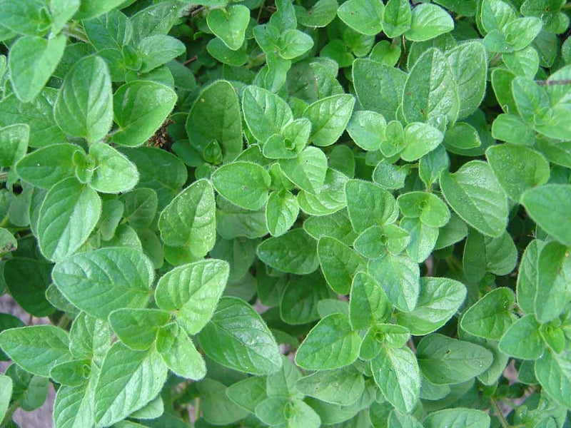 Oregano - Origanum vulgare