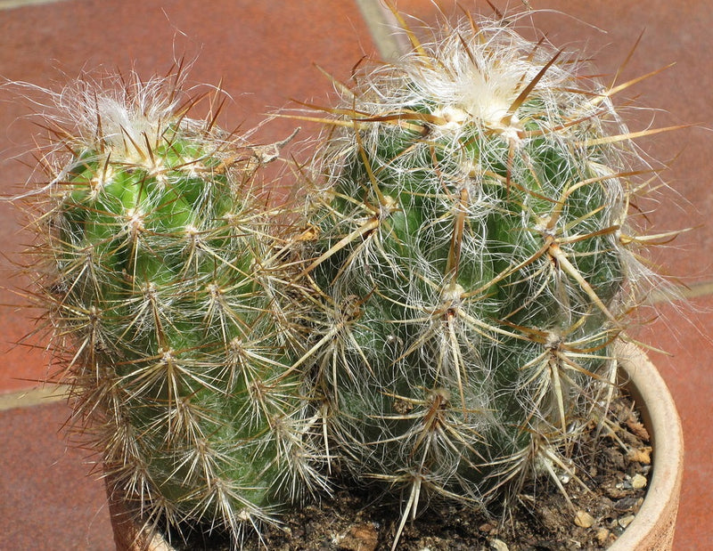 Oreocactus celsianus - Old Man Of The Mountain