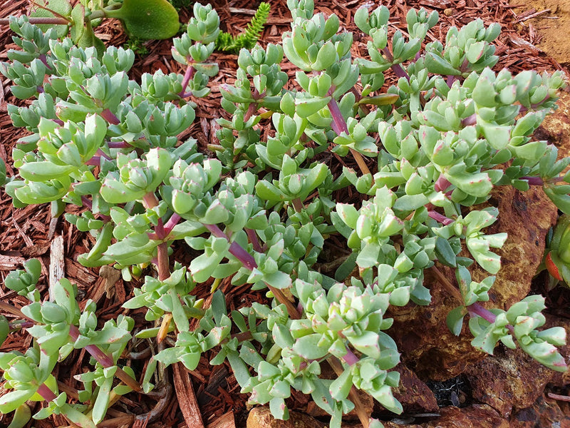 Oscularia deltoides - Deltoid Dewplant