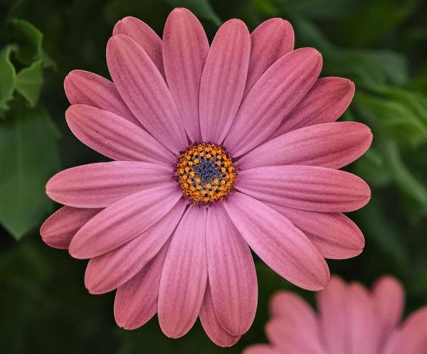 Osteospermum - POWER PACKED ROSE SURPRISE - African Daisy