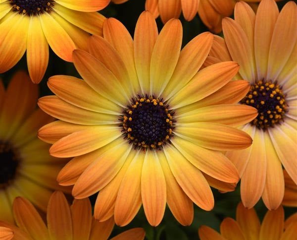 Osteospermum - SUNSHINE BEAUTY - African Daisy