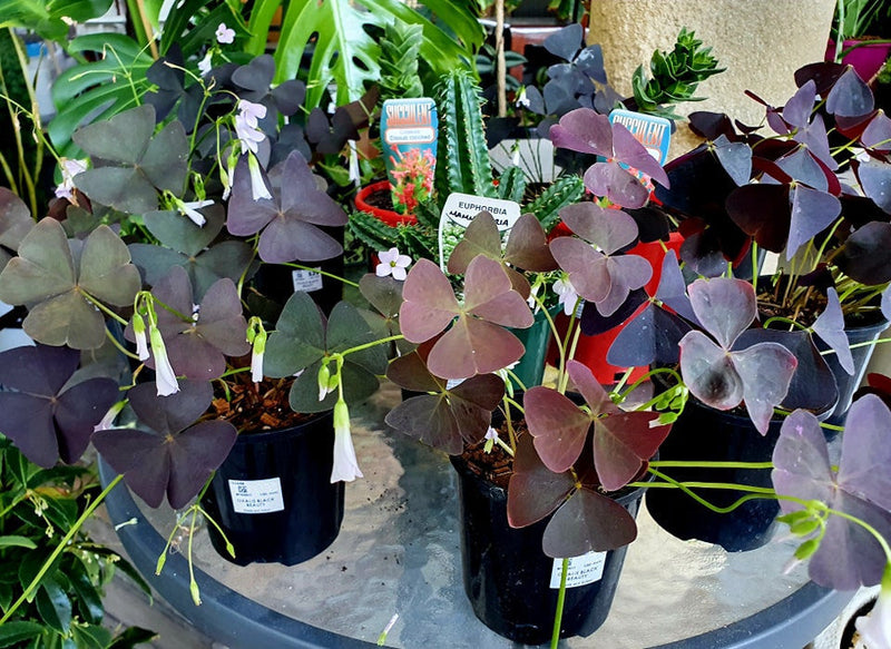 Oxalis triangularis - BLACK BEAUTY - Purple Shamrock