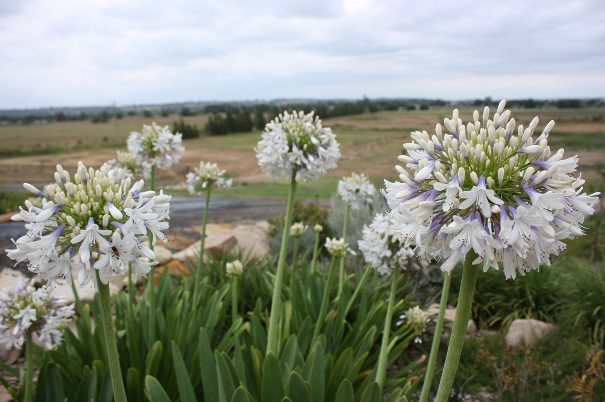 Agapanthus orientalis QUEEN MUM™ - Lily of the Nile 'PMN06' PBR