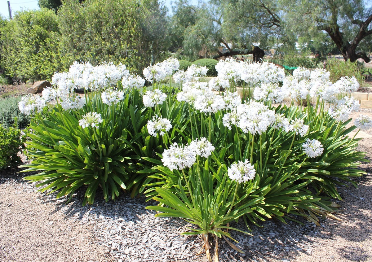 Agapanthus orientalis QUEEN MUM™ - Lily of the Nile 'PMN06' PBR