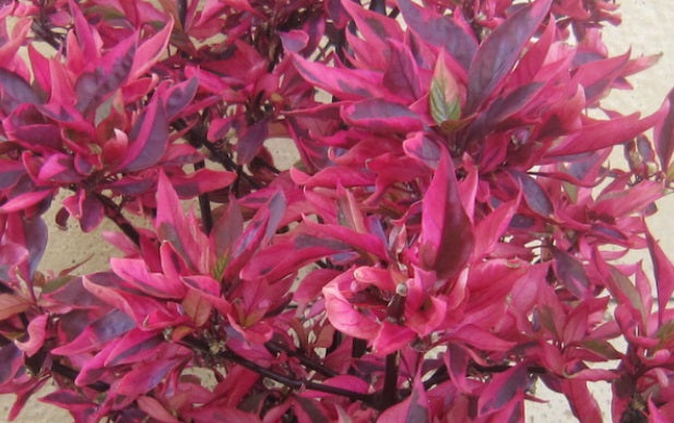 Alternanthera dentata - BRAZILIAN RED HOTS™ - Ruby Leaf 'BRAZILIAN RED' PBR