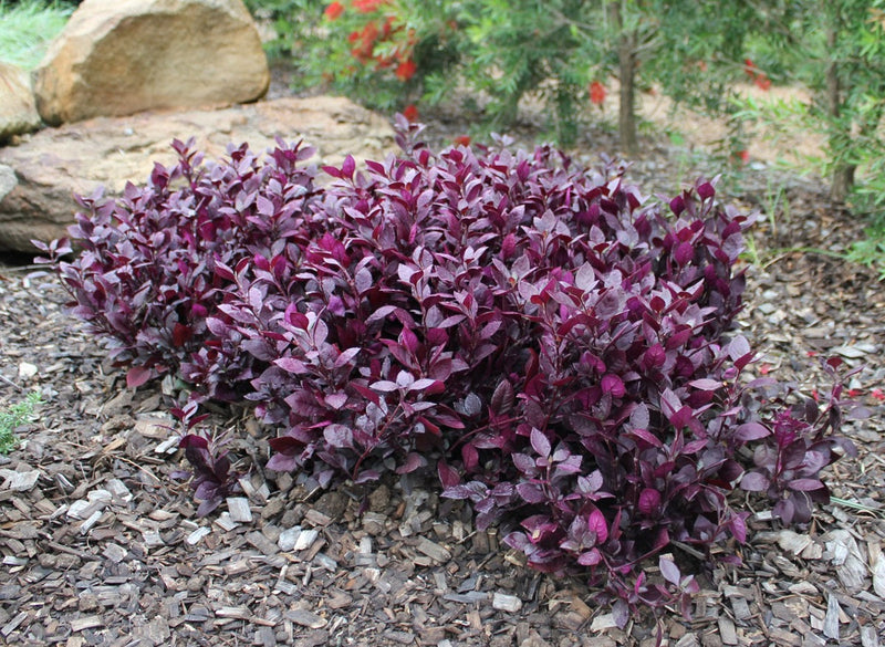 Alternanthera dentata - LITTLE RUBY™ - Ruby Leaf 'LRU30' PBR