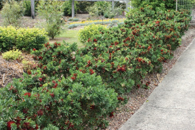 Melaleuca viminalis - BETTER JOHN™ - Weeping Bottlebrush 'LJ1' PBR