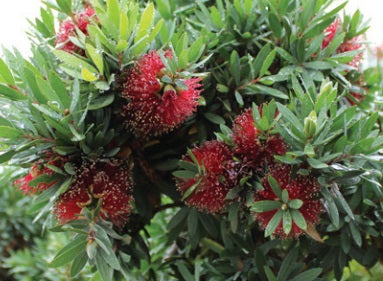 Melaleuca viminalis - BETTER JOHN™ - Weeping Bottlebrush 'LJ1' PBR