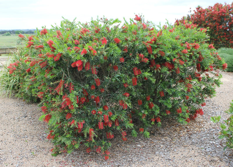 Melaleuca viminalis - MACARTHUR™ - Weeping Bottlebrush 'LC01' PBR