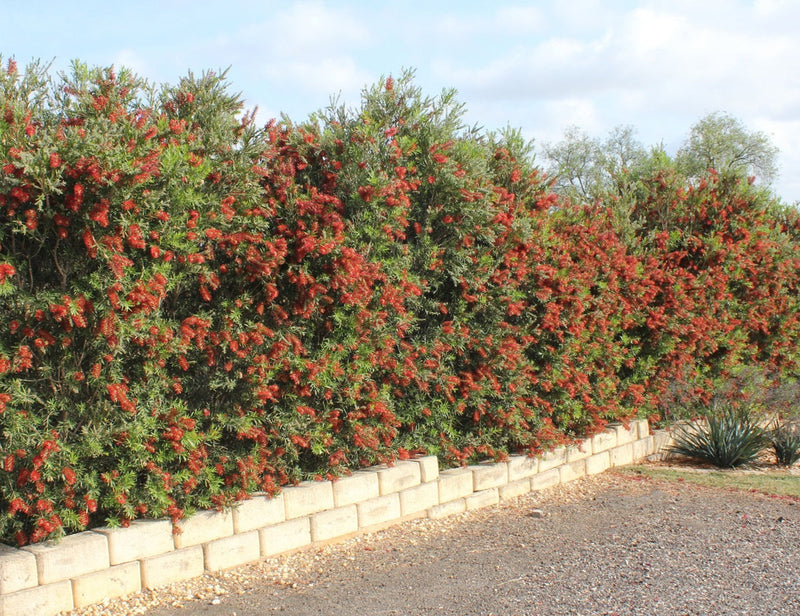 Melaleuca viminalis - SLIM™ - Weeping Bottlebrush 'CV01' PBR