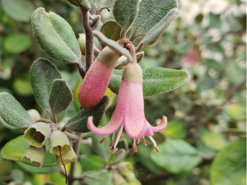 Correa alba - COASTAL PINK™ - Native Fuchsia 'COR10' PBR