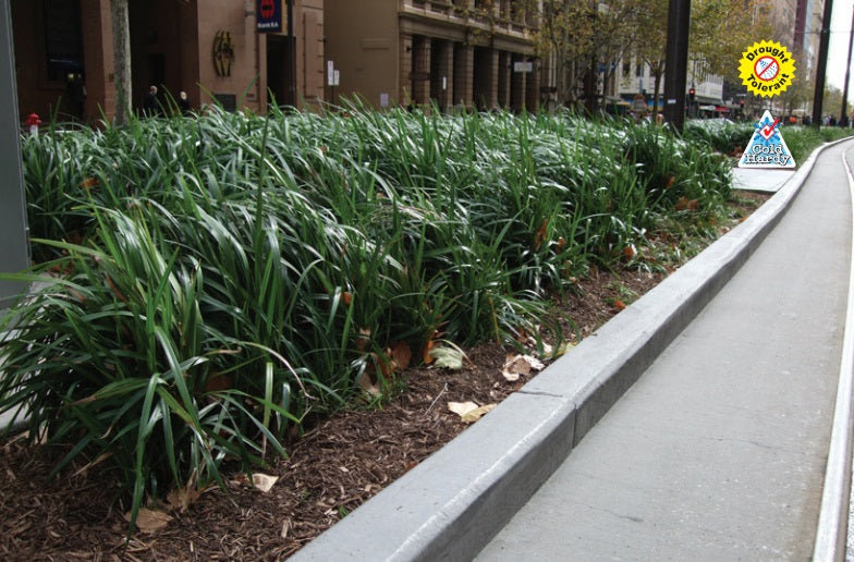 Dianella caerulea - BREEZE® - Blue Flax Lily 'DCNCO' PBR