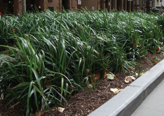 Dianella caerulea - BREEZE® - Blue Flax Lily 'DCNCO' PBR