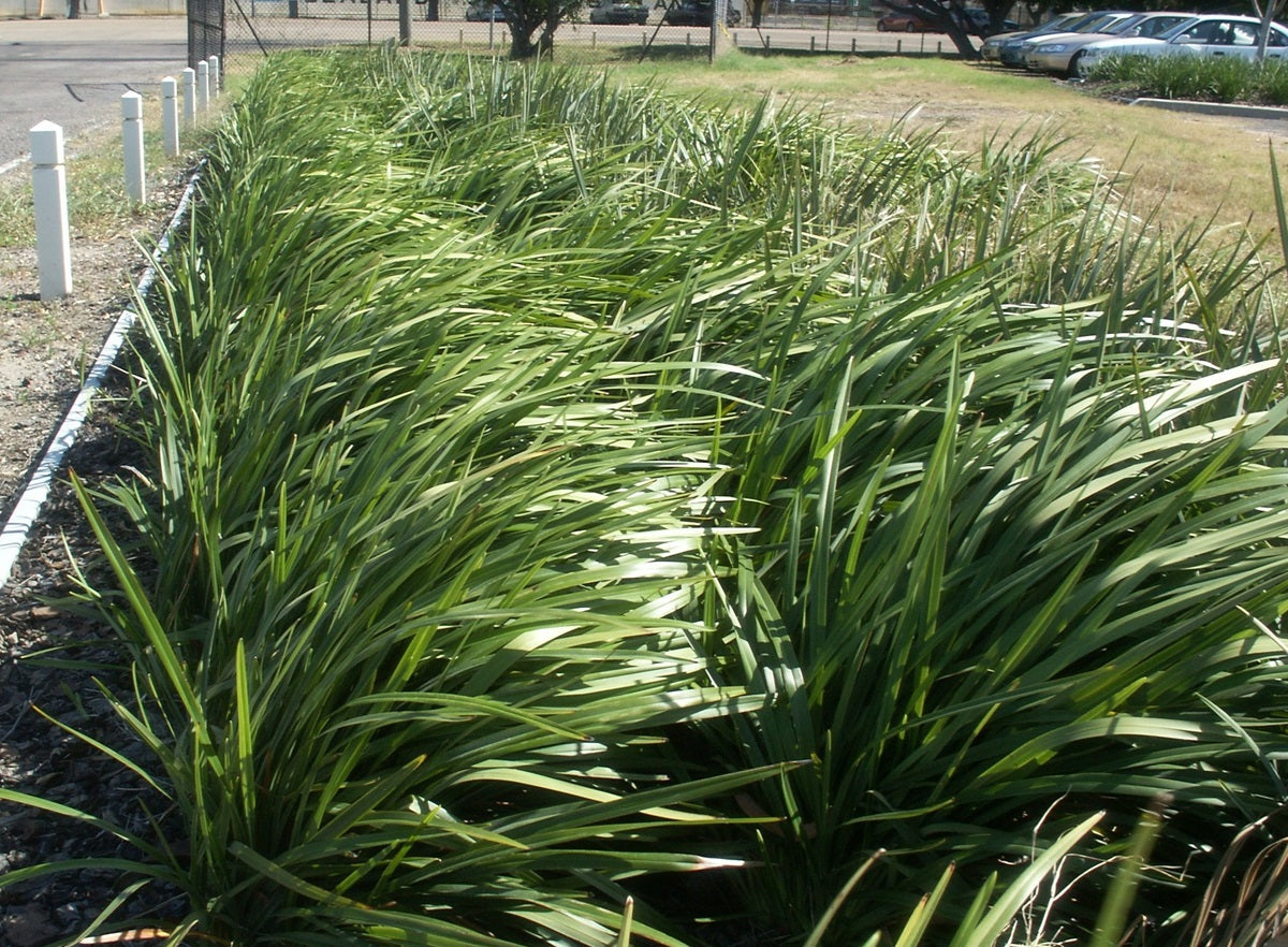 Dianella caerulea - BREEZE® - Blue Flax Lily 'DCNCO' PBR