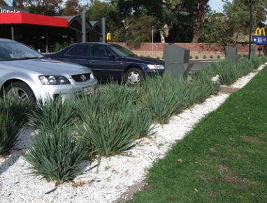 Dianella caerulea - CASSA BLUE® - Blue Flax Lily 'DBB03' PBR