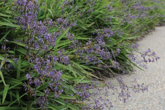 Dianella caerulea - LITTLE JESS™ - Blue Flax Lily 'DCMP01' PBR