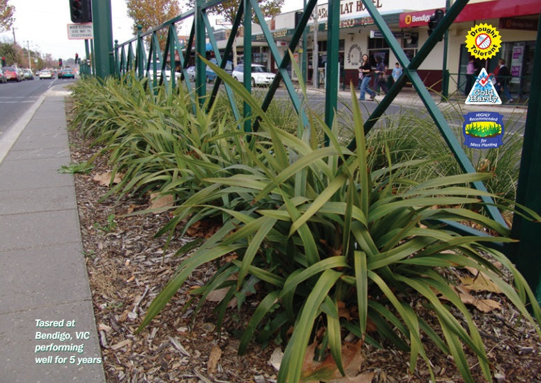 Dianella tasmanica - TASRED® - Tasman Flax Lily 'TR20' PBR