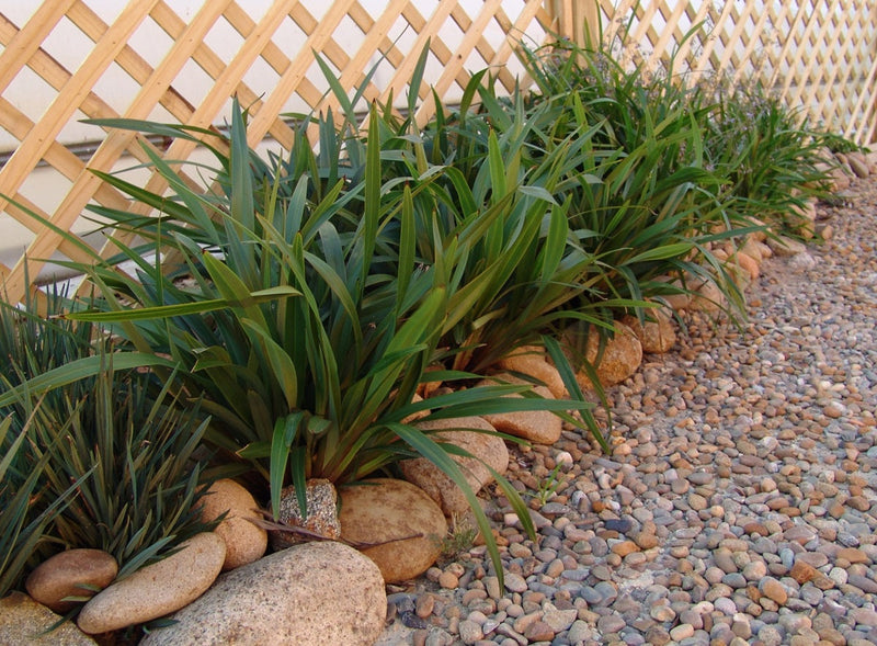 Dianella tasmanica - TASRED® - Tasman Flax Lily 'TR20' PBR