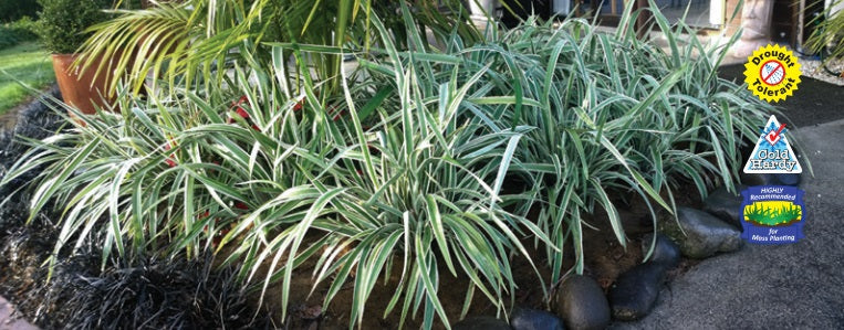 Dianella tasmanica - WYEENA® - Variegated Tasman Flax Lily 'TAS300' PBR