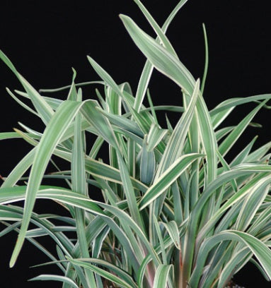 Dianella tasmanica - WYEENA® - Variegated Tasman Flax Lily 'TAS300' PBR