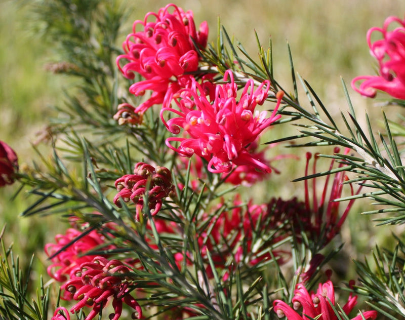 Grevillea rosmarinifolia - CRIMSON VILLEA - Rosemary Grevillea 'H16' PBR