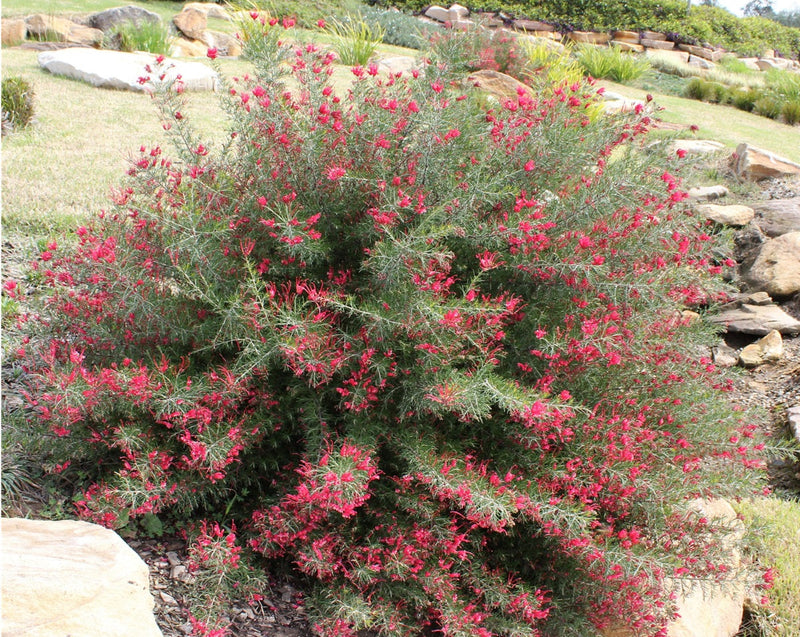 Grevillea rosmarinifolia - CRIMSON VILLEA - Rosemary Grevillea 'H16' PBR