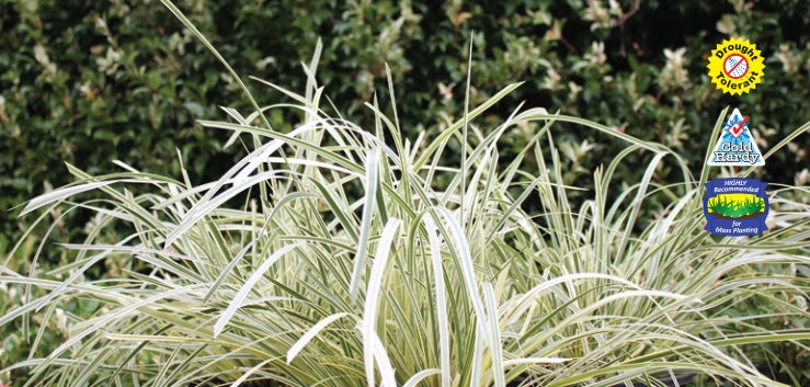 Lomandra longifolia - GREAT WHITE™ - Variegated Spiny-Head Mat-Rush 'MURU' PBR