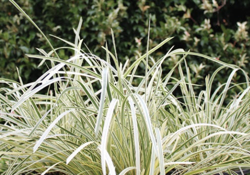 Lomandra longifolia - GREAT WHITE™ - Variegated Spiny-Head Mat-Rush 'MURU' PBR